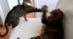 Kot Nikita atakuje