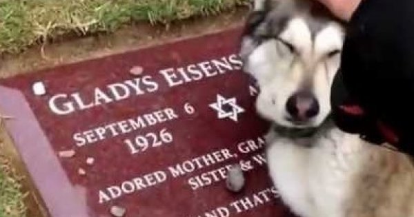 Pies płacze nad grobem swojej właścicielki
