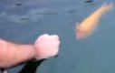 Zabawa z rybką, która lubi jak się ją głaszcze