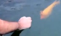 Zabawa z rybką, która lubi jak się ją głaszcze