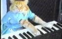 Keyboardowy kot