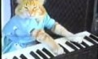 Keyboardowy kot