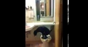 Pies, który korzysta z toalety