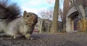 Wiewiórka kradnie kamerę
