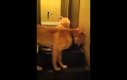 Duży pies uczy szczeniaka schodzić ze schodów