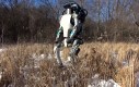 Robot Atlas