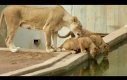 Małe lwiątko zmuszone do kąpieli