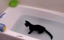 Kot, który lubi wodę