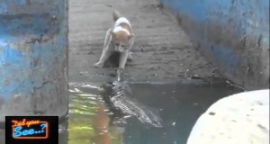 Kot vs krokodyl