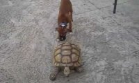 Pies vs żółw