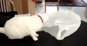 Dlaczego nie powinno zostawiać się kota z foliową torebką?