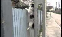 Pies ćwiczy wspinaczkę