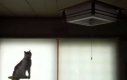 Kot skacze na lampę