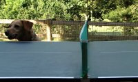 Nadpobudliwy pies obserwuje mecz ping-pongowy