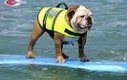 Pies surfer
