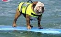 Pies surfer