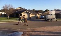 Uliczna bójka kangurów