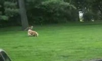 Lis krzyczy na swojego przyjaciela psa