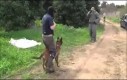 Szkolenie psów w jednostkach antyterrorystycznych Izraela