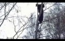 Niedźwiedź zagonił człowieka na drzewo