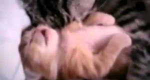 Kocia mama przytula kociaka