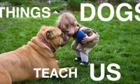 Czego możemy nauczyć się od psów?