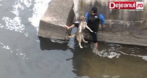 Radość i wdzięczność uratowanego psiaka