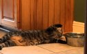 Czy wolno pić na leżąco? Leniwy kot znalazł na to sposób.