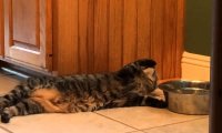 Czy wolno pić na leżąco? Leniwy kot znalazł na to sposób.