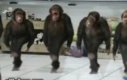 Tańczące szympansy