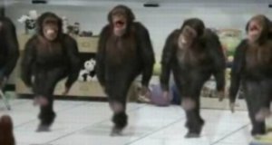 Tańczące szympansy