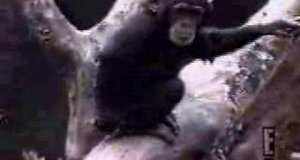 Małpa samobójca
