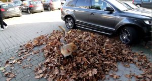 Pies radośnie nurkuje w stercie liści