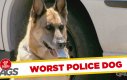 Ukryta kamera - najgorszy pies policyjny