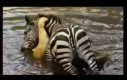 Zebra topi Lwicę
