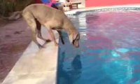 Pies, który nie lubi wody