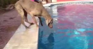 Pies, który nie lubi wody