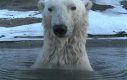 Podglądanie niedźwiedzi polarnych