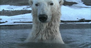 Podglądanie niedźwiedzi polarnych