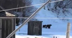 Niedźwiedzie uciekają przed babcią
