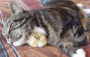 Słodkość do kwadratu - kaczuszka śpi pod szyją kota