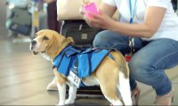 Psi pracownik lotniska, który szuka właścicieli zaginionych rzeczy