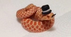 Wąż z wąsami i kapeluszem - Like a Sir