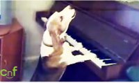 Pies gra na pianinie i śpiewa jednocześnie