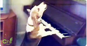 Pies gra na pianinie i śpiewa jednocześnie
