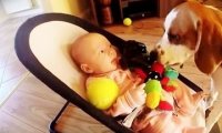 Pies próbuje przeprosić po kradzieży zabawki