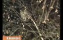 Rosyjscy żołnierze ściągają kota z drzewa. Po rosyjsku
