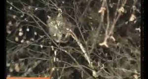 Rosyjscy żołnierze ściągają kota z drzewa. Po rosyjsku