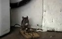 Szczęśliwa mysz