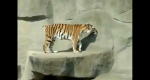 Czego boi się tygrys?